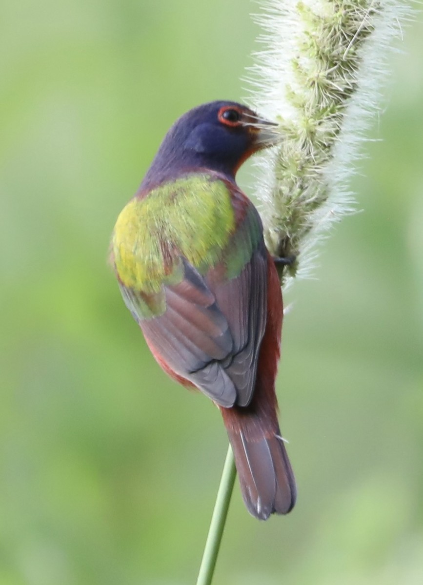 Painted Bunting - ML643184205