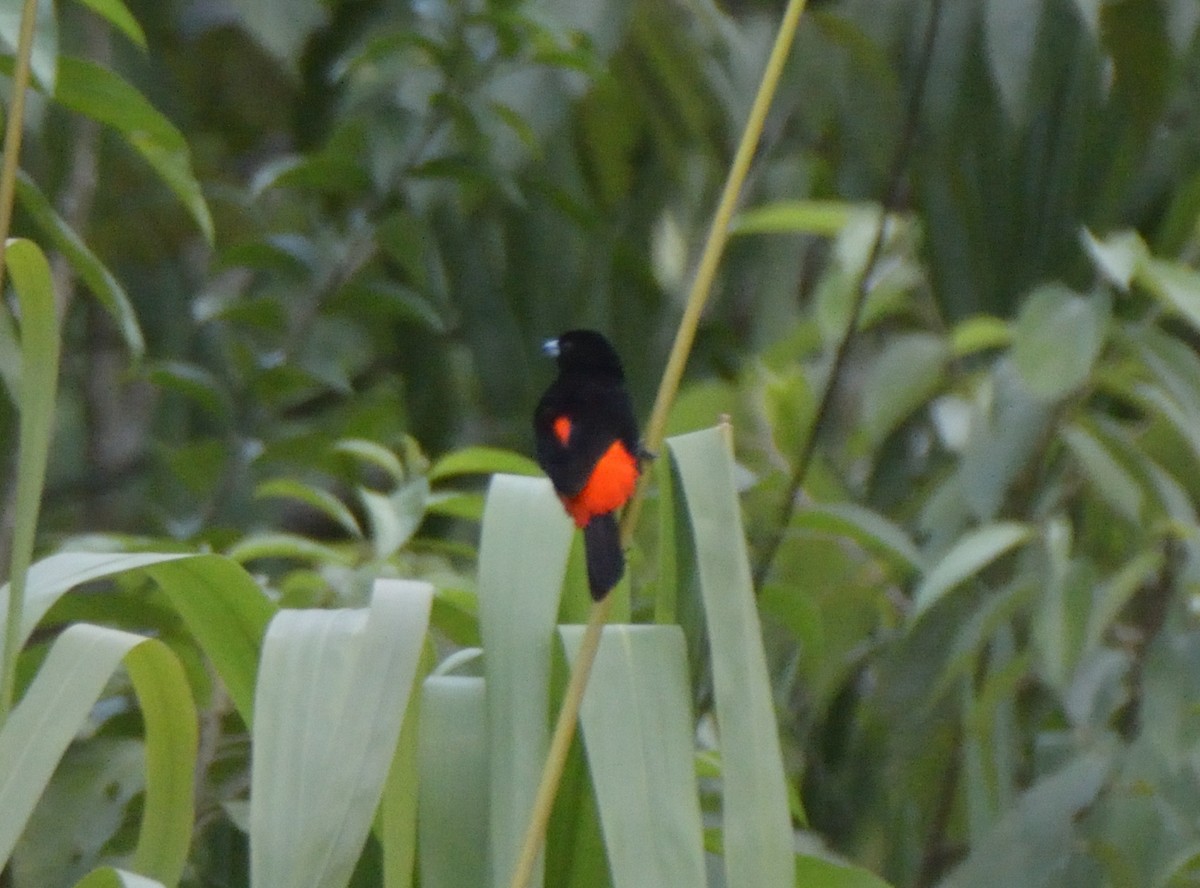 Scarlet-rumped Tanager - ML643184206