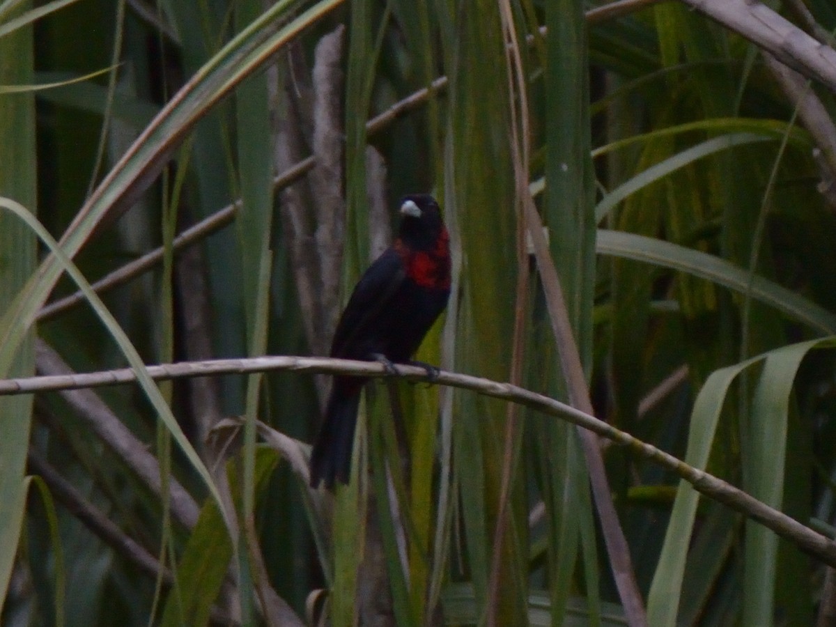 Crimson-collared Tanager - ML643184210