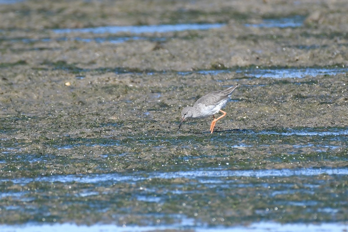 Common Redshank - ML643184212
