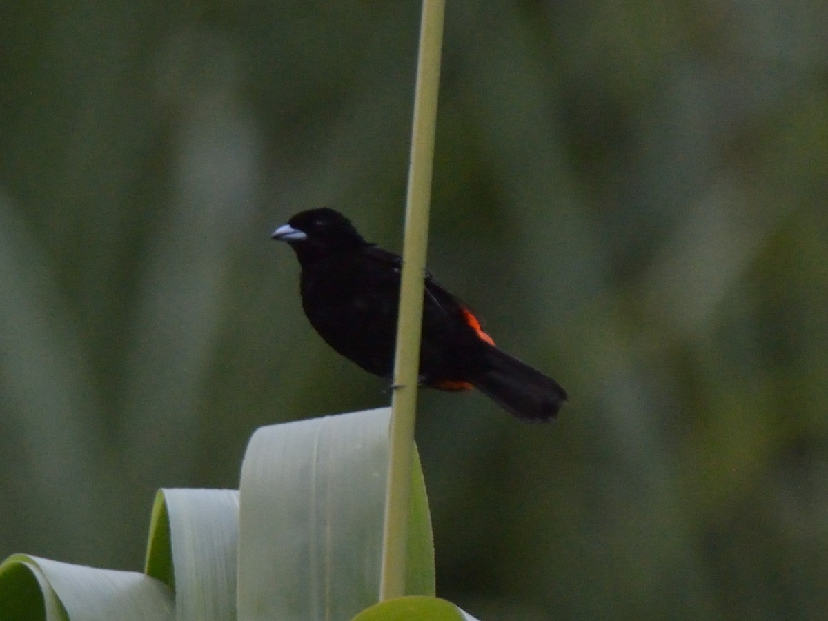 Scarlet-rumped Tanager - ML643184215