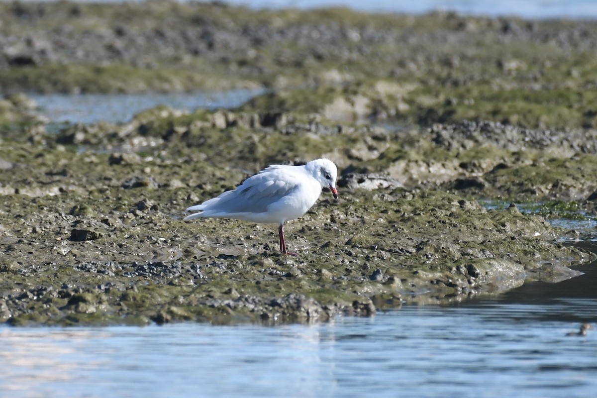 Mediterranean Gull - ML643184223