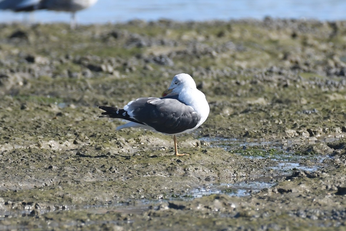Lesser Black-backed Gull - ML643184225