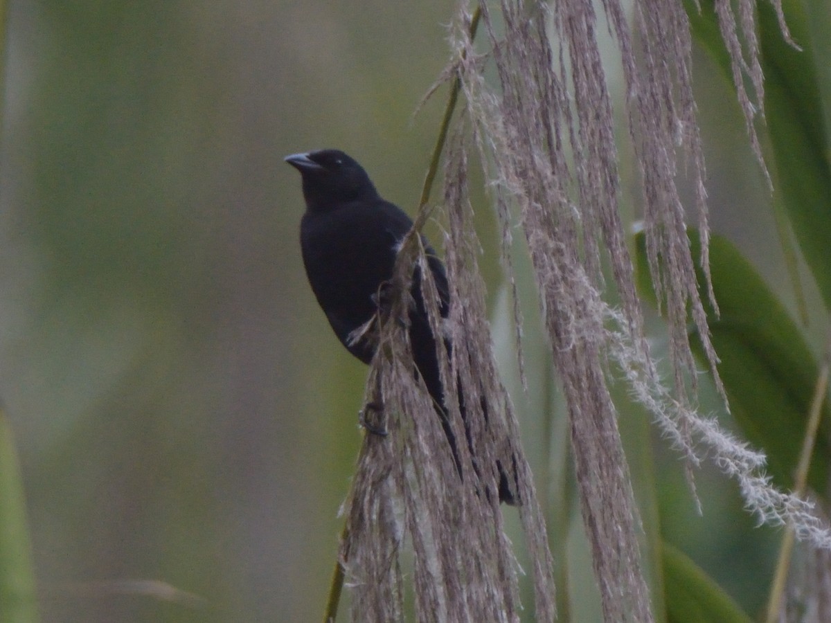 Melodious Blackbird - ML643184227