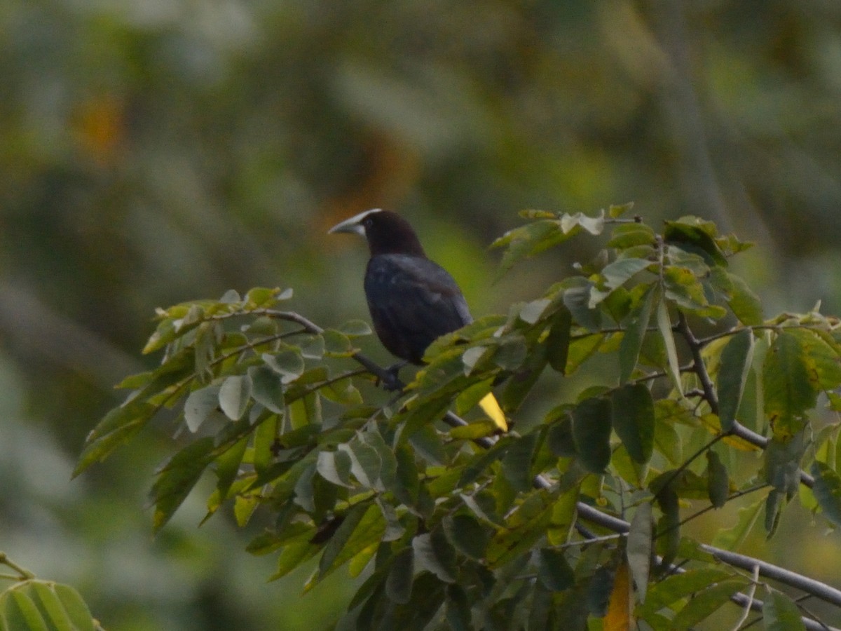 Chestnut-headed Oropendola - ML643184232