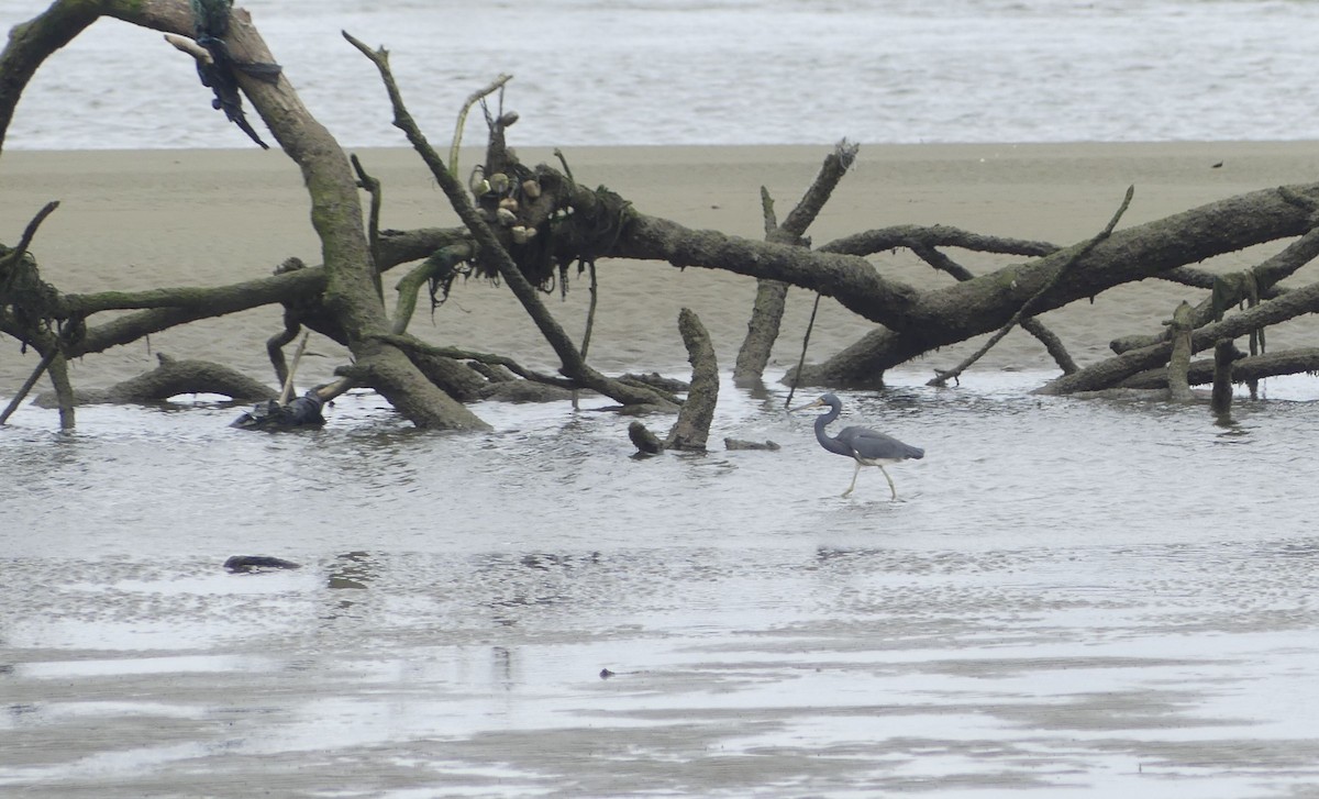 Tricolored Heron - ML643184240