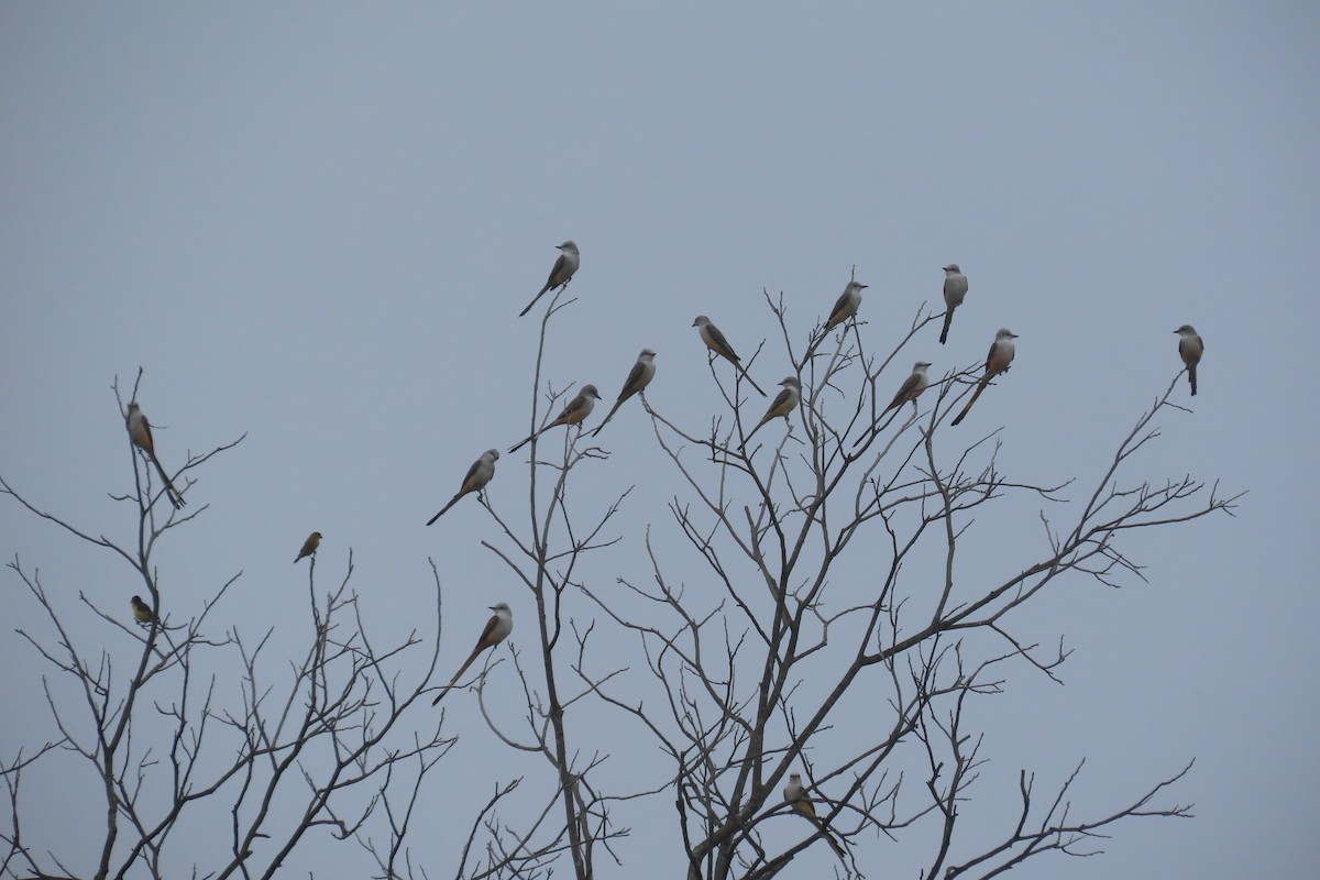 Scissor-tailed Flycatcher - ML643184241