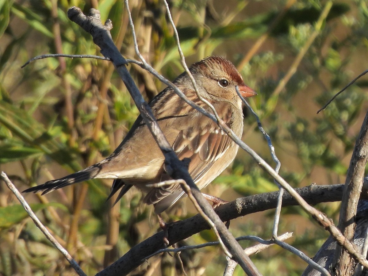 White-crowned Sparrow - ML643184244