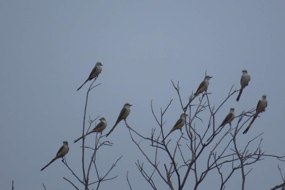 Scissor-tailed Flycatcher - ML643184245