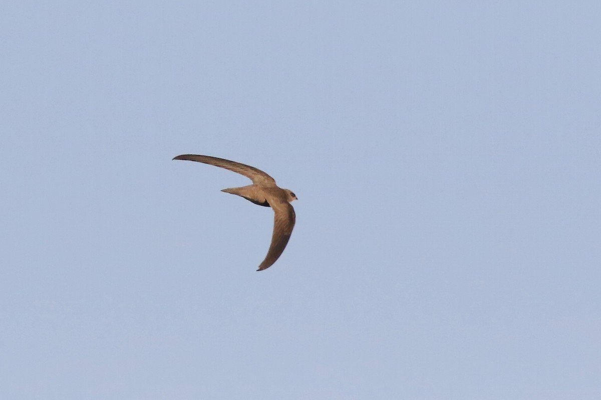 Pallid Swift - ML643184262