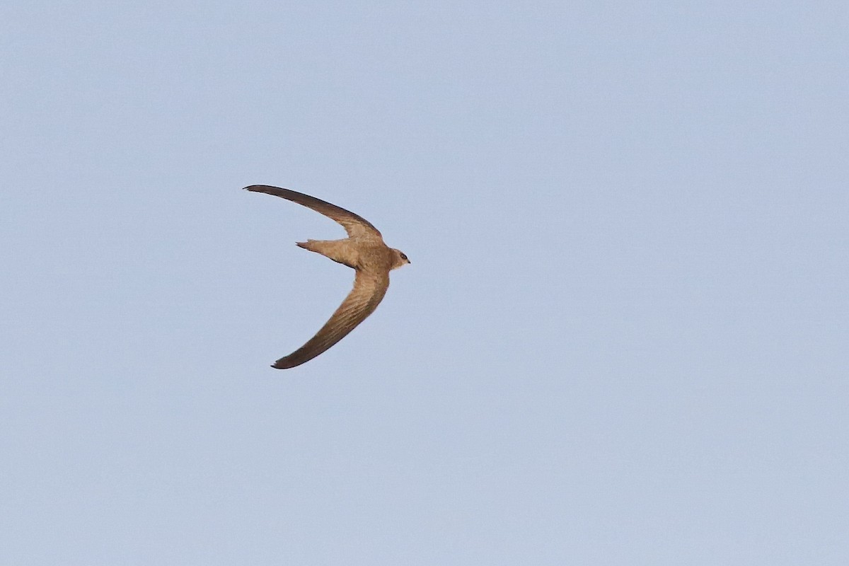 Pallid Swift - ML643184265