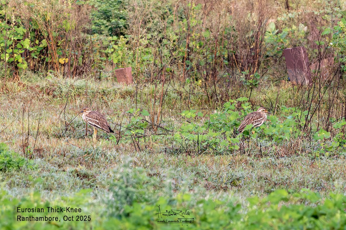 Eurasian Thick-knee - ML643184274