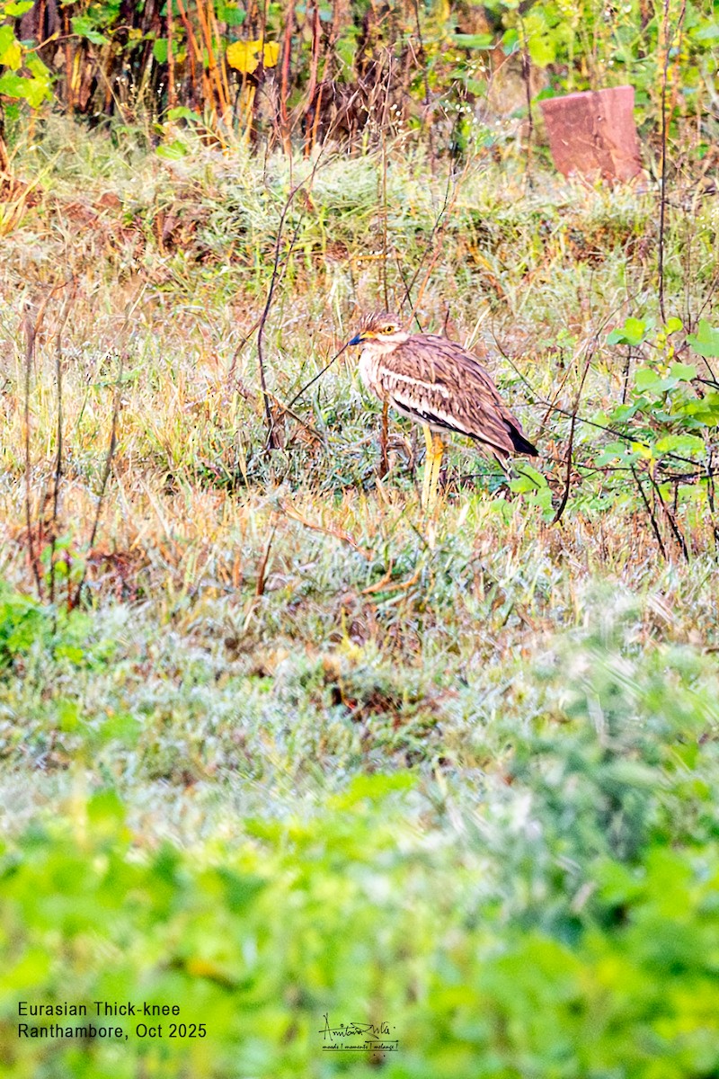 Eurasian Thick-knee - ML643184275