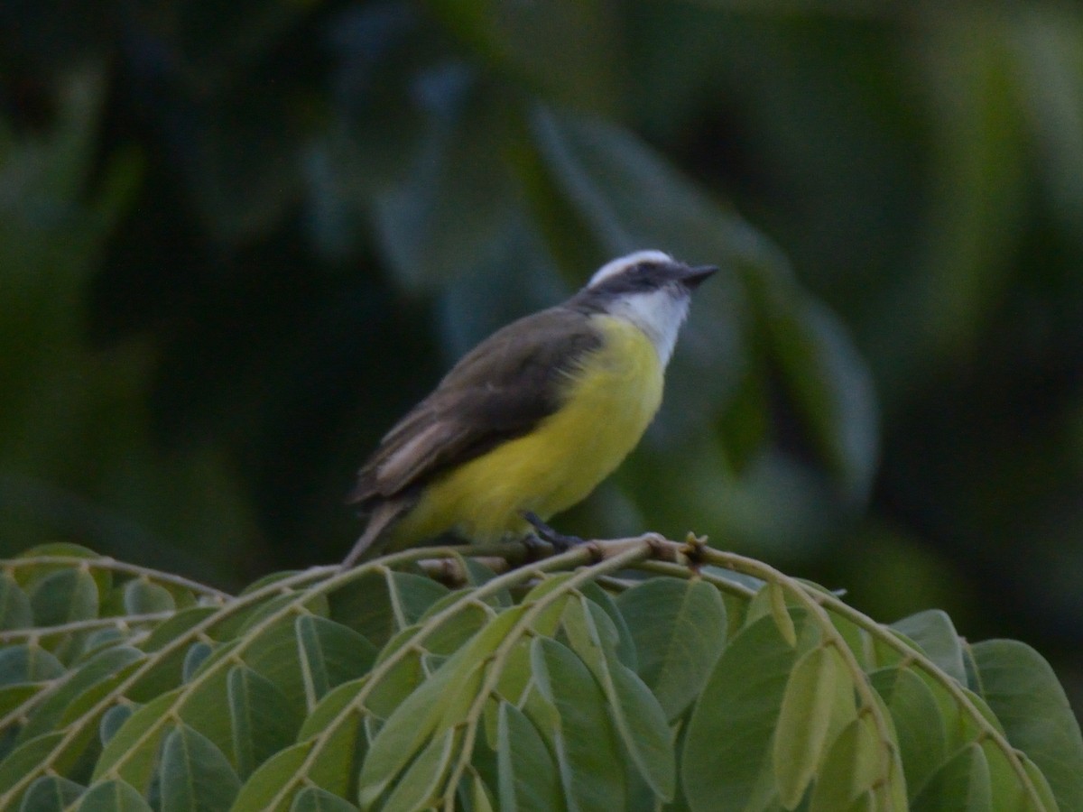 Social Flycatcher - ML643184293