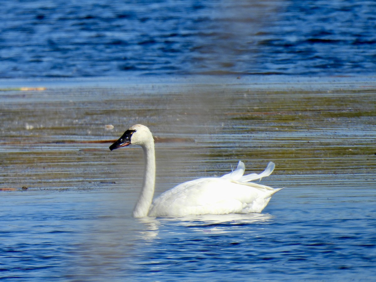 Tundra Swan - ML643184294