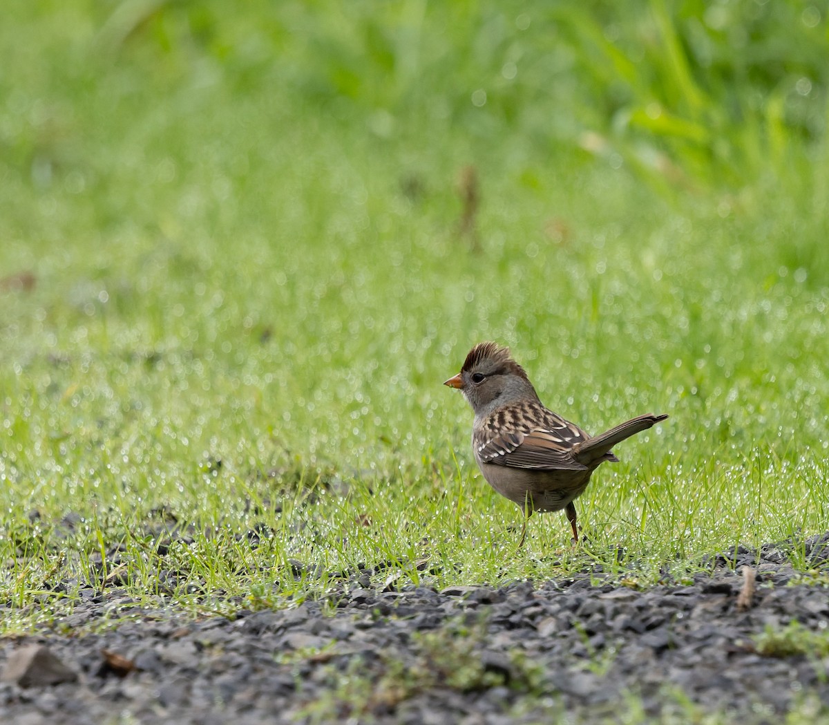 White-crowned Sparrow - ML643184306