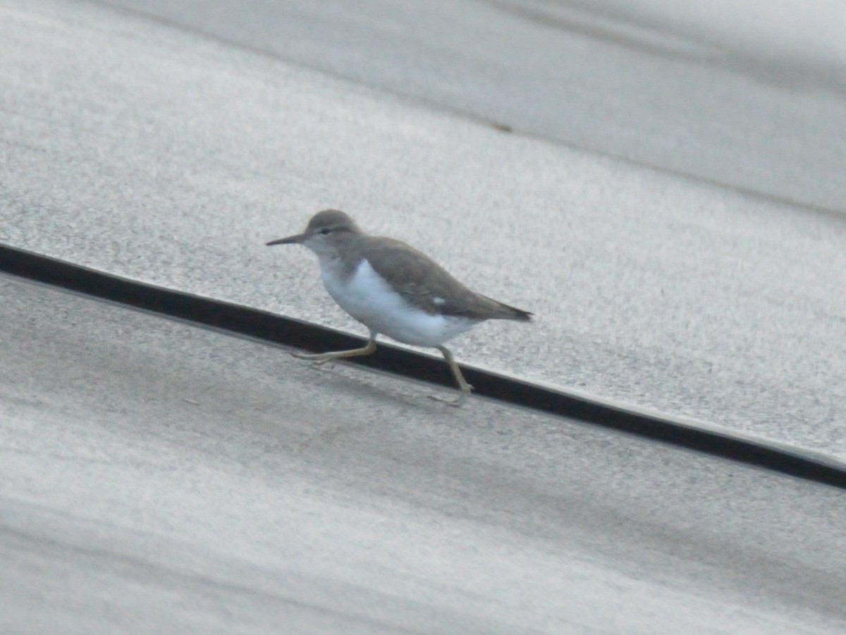 Spotted Sandpiper - ML643184315