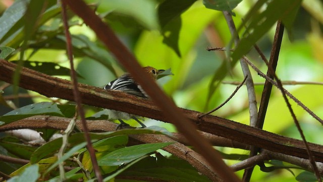 Guianan Streaked-Antwren - ML643184317