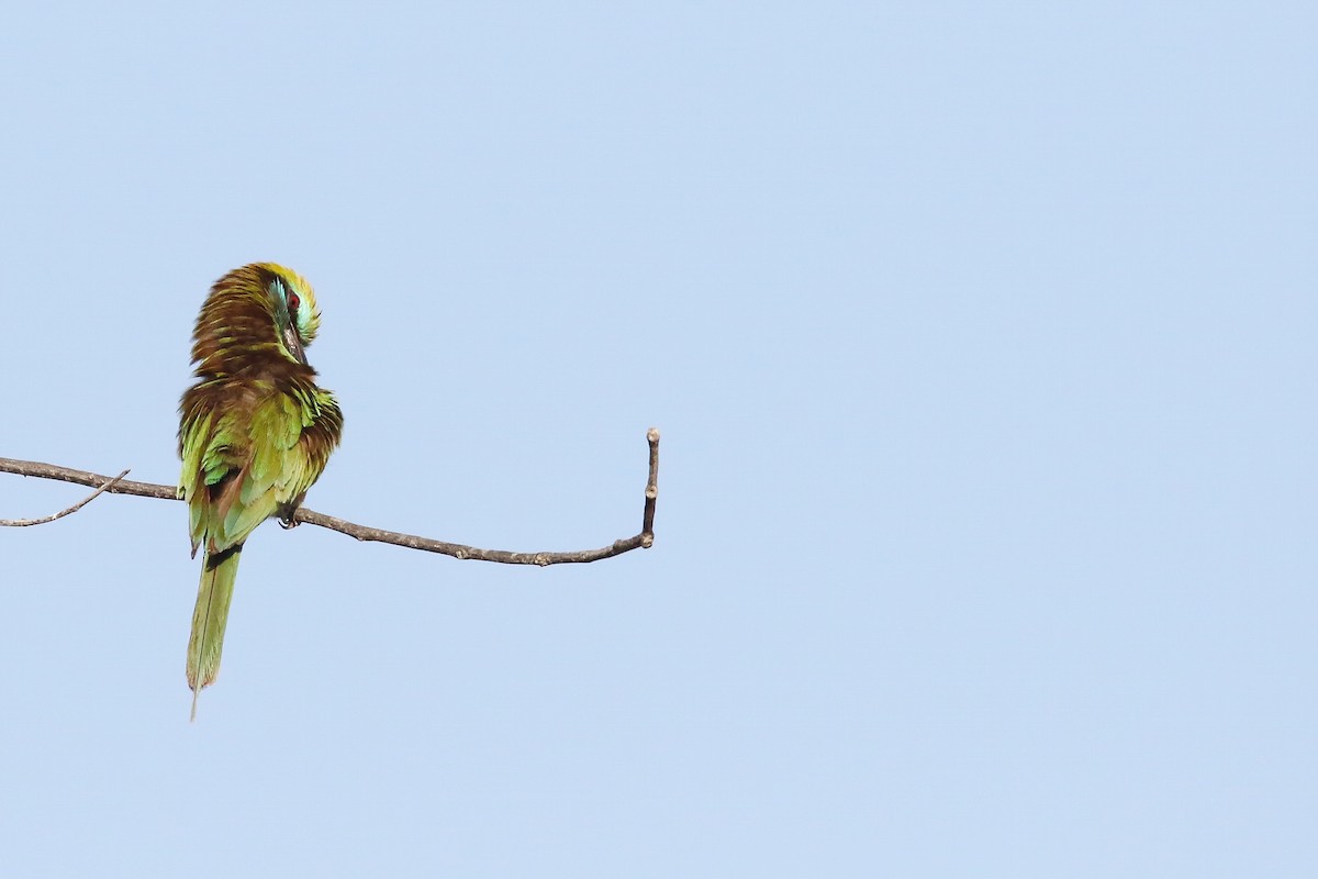 Arabian Green Bee-eater - ML643184319