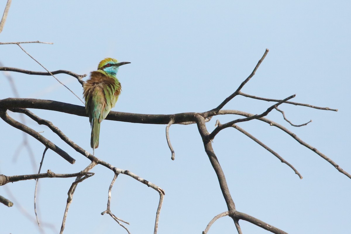 Arabian Green Bee-eater - ML643184320