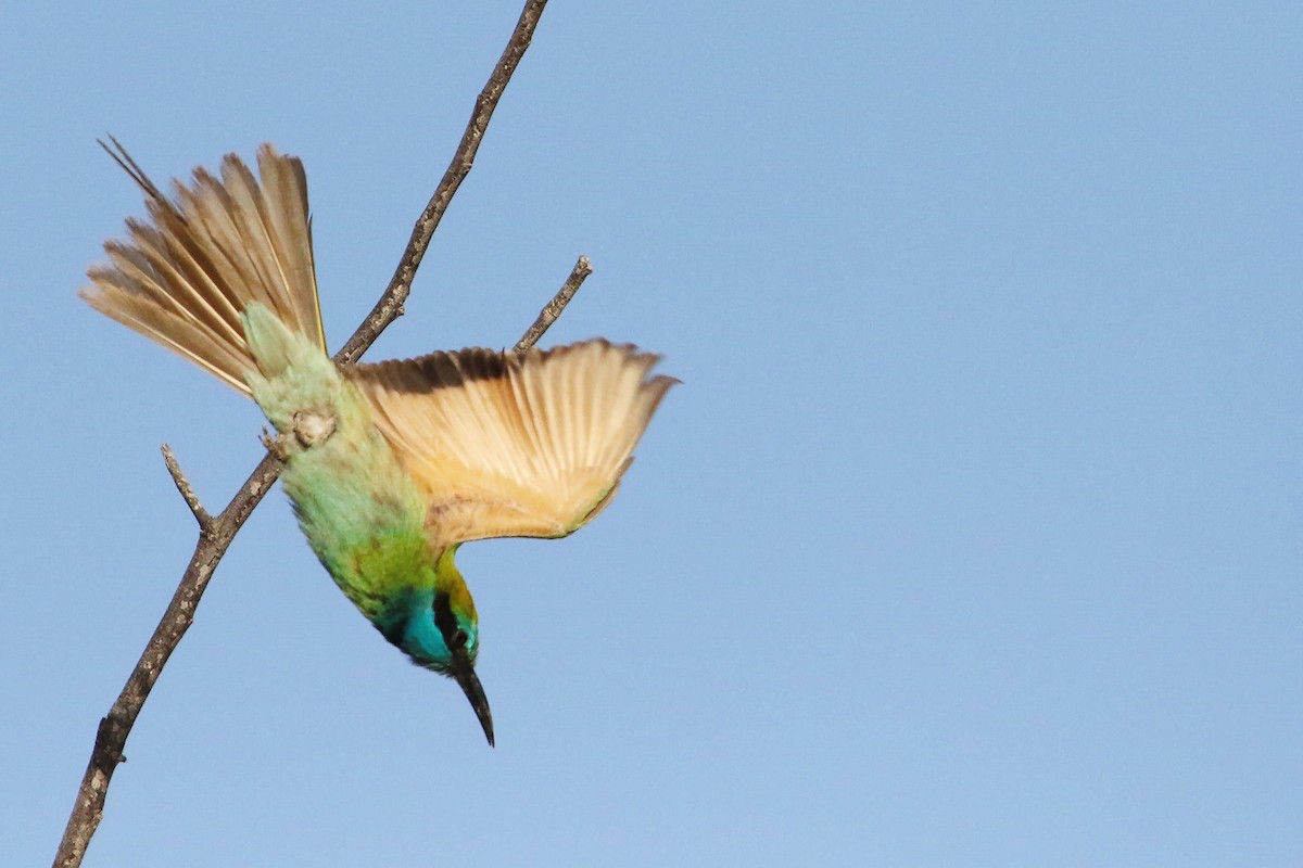 Arabian Green Bee-eater - ML643184321