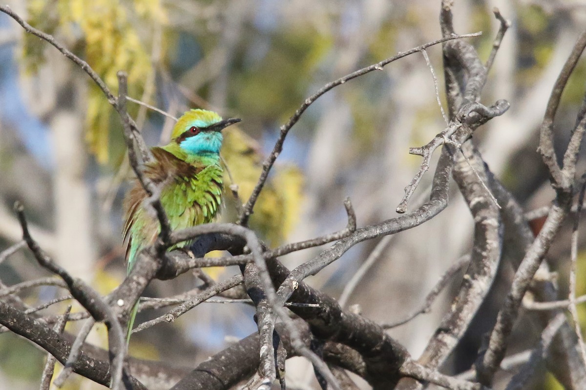 Arabian Green Bee-eater - ML643184322