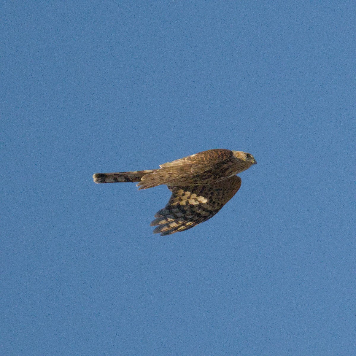 Sharp-shinned Hawk - ML643184336