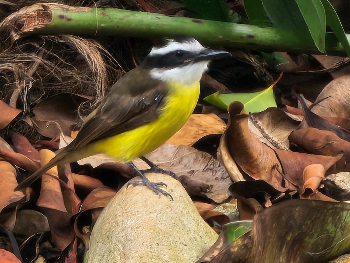 Tyran quiquivi - ML643184353