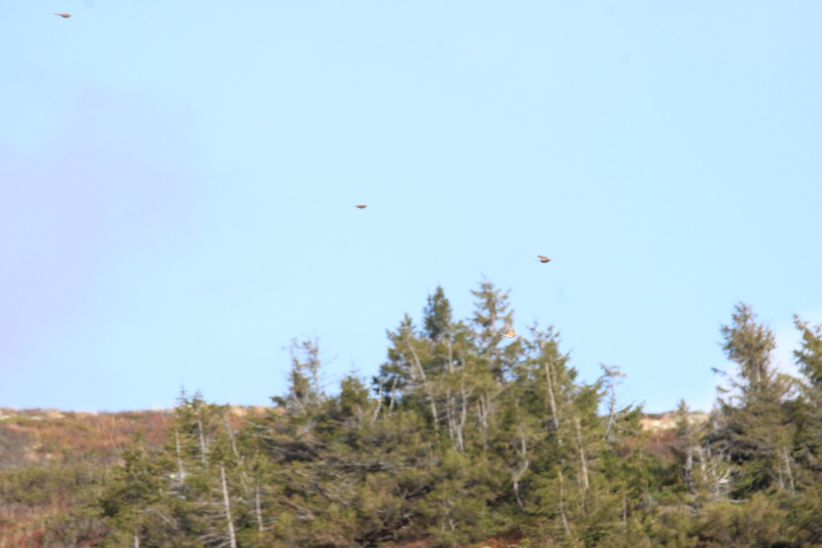 passerine sp. - ML643184359
