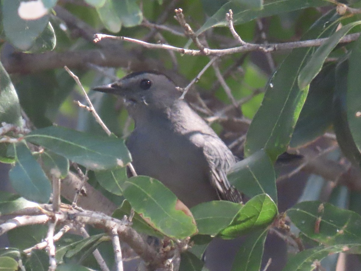 Gray Catbird - ML643184365