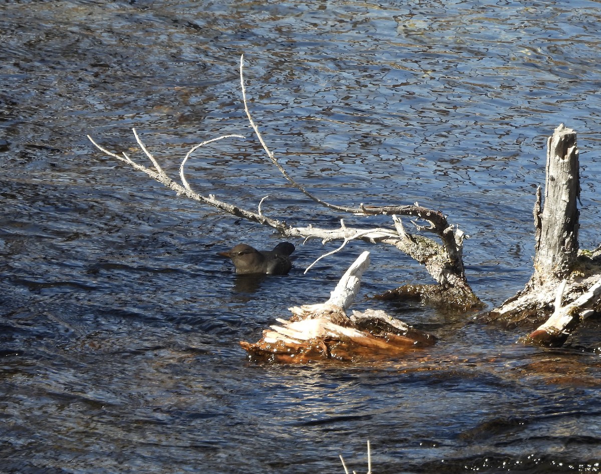 American Dipper - ML643184378