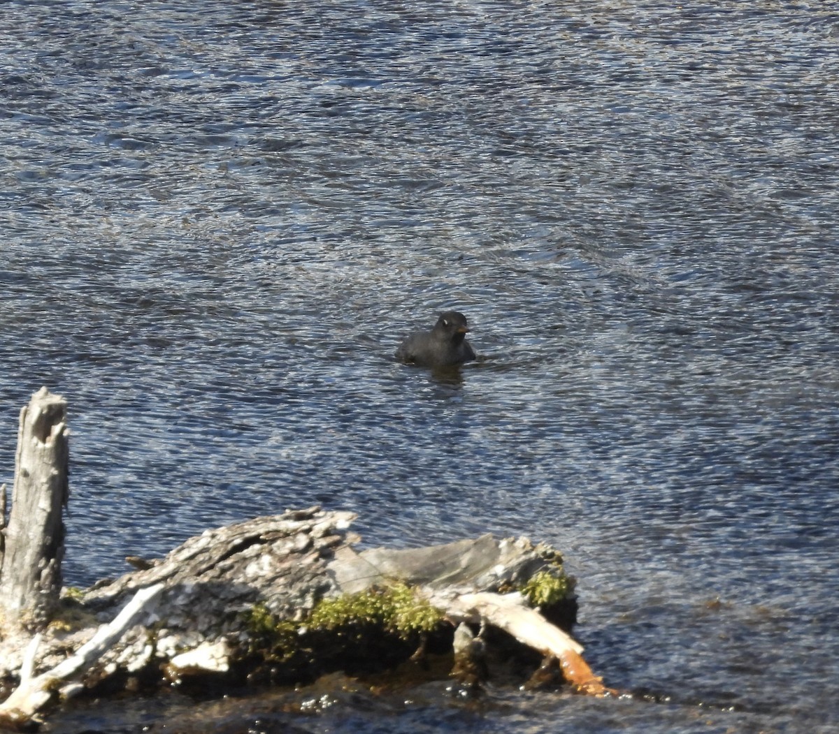 American Dipper - ML643184383