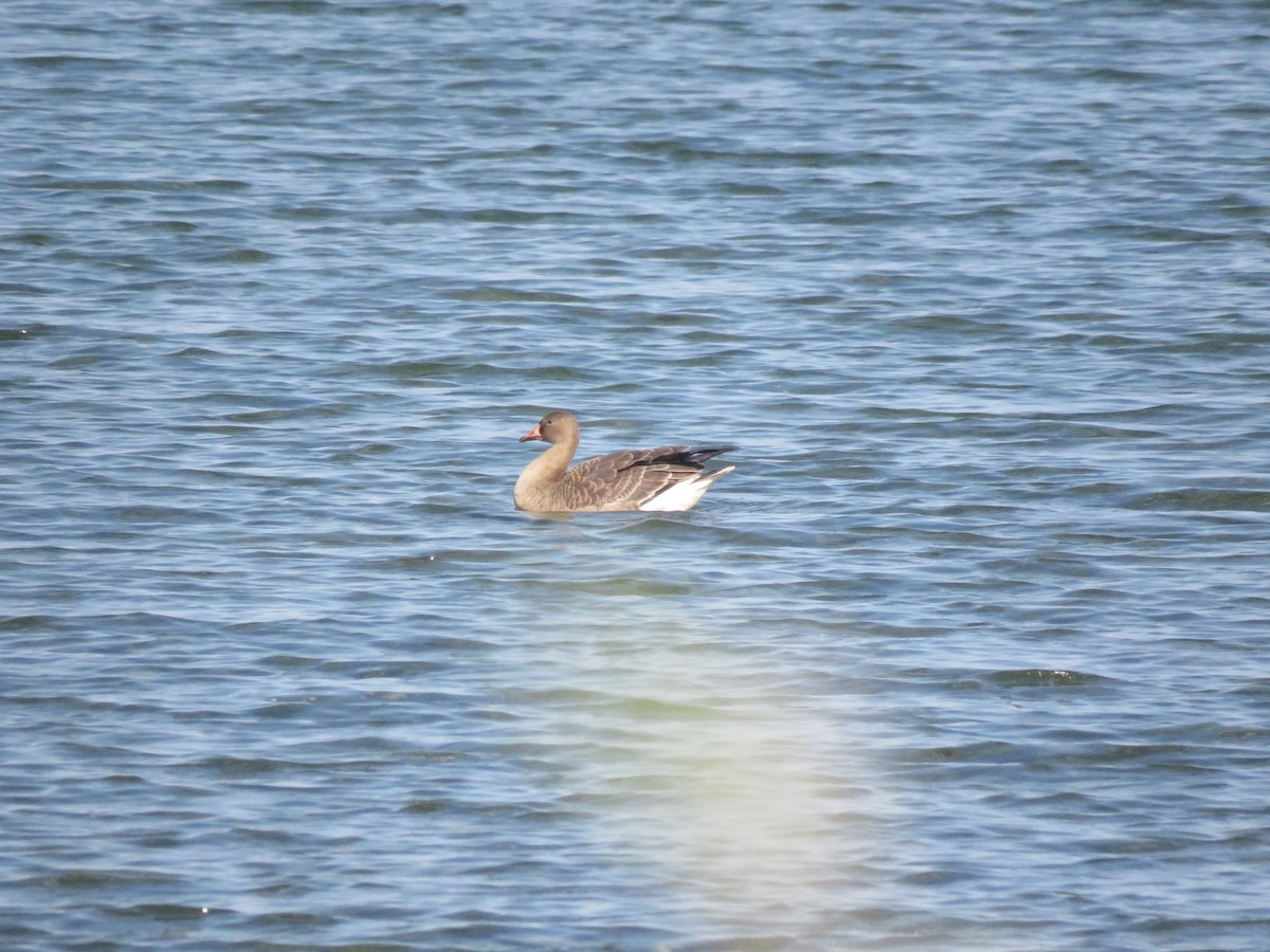 Greater White-fronted Goose - ML643184401