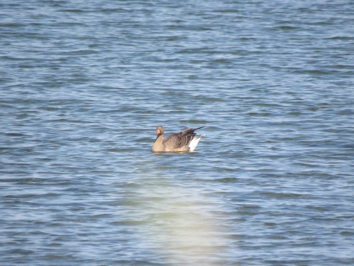 Greater White-fronted Goose - ML643184402