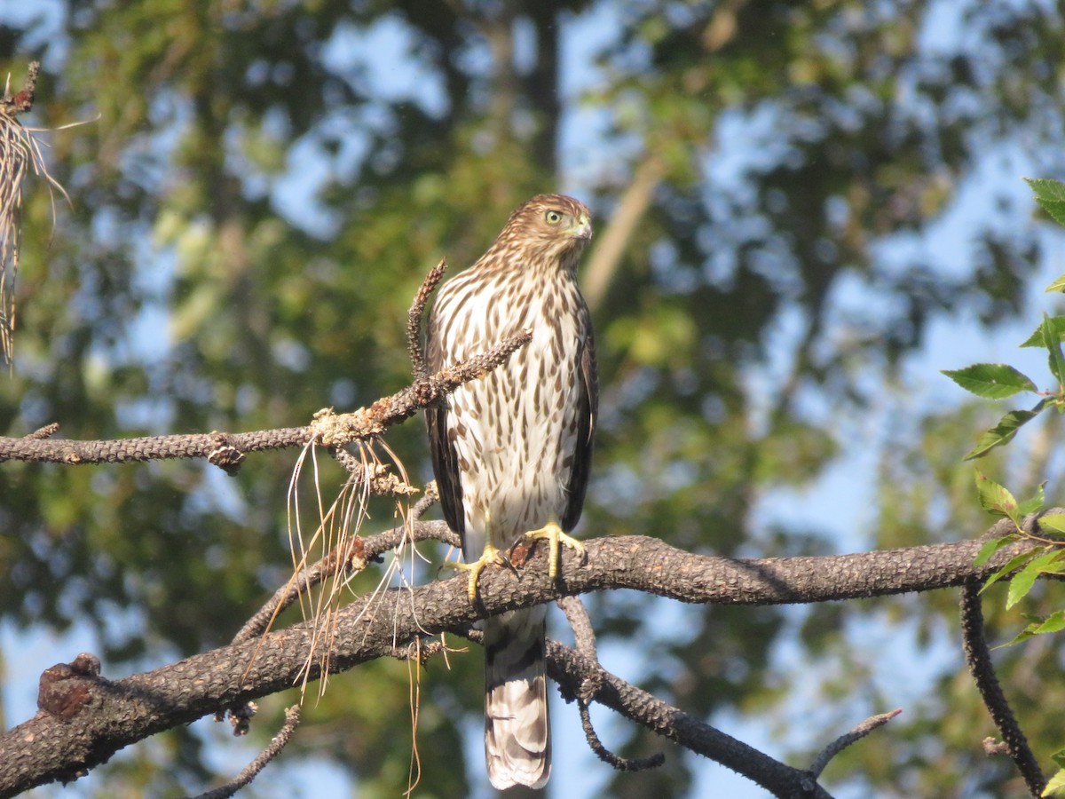 Cooper's Hawk - ML643184407