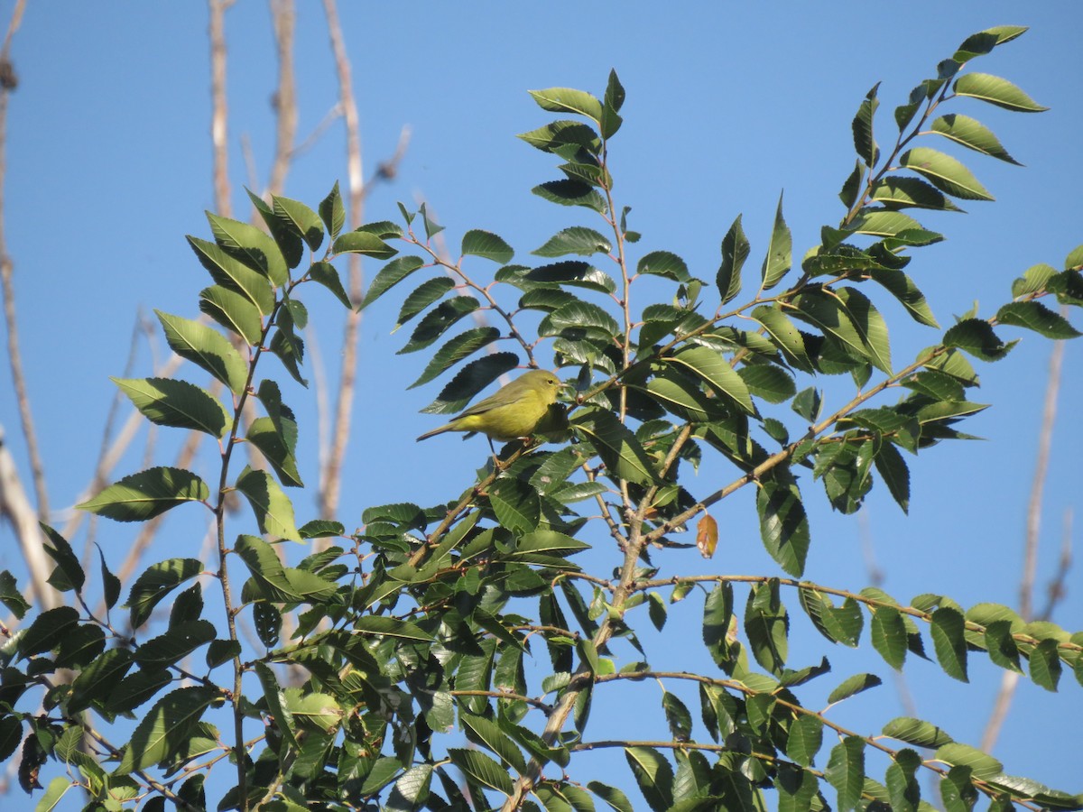 Orange-crowned Warbler (lutescens) - ML643184413