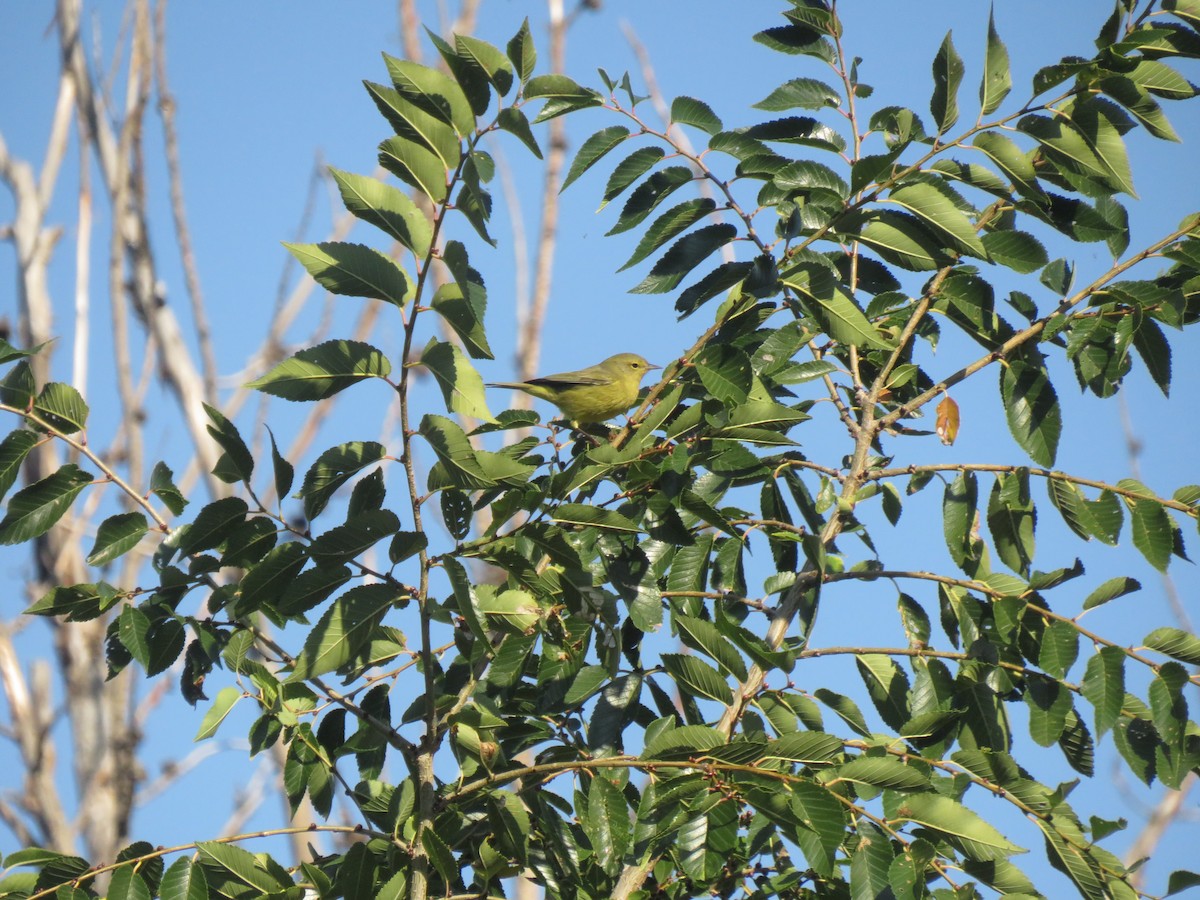 Orange-crowned Warbler (lutescens) - ML643184414