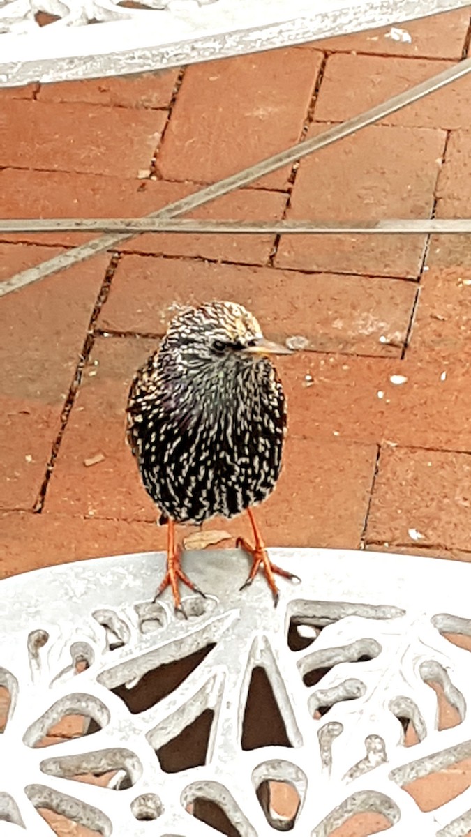 European Starling - ML643184428