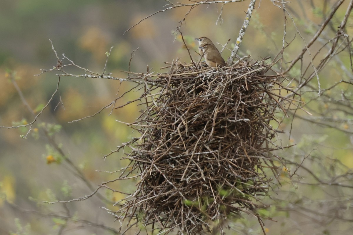 rustpannetornfugl (rufifrons gr.) - ML643184436