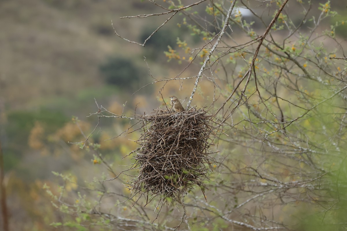 rustpannetornfugl (rufifrons gr.) - ML643184437