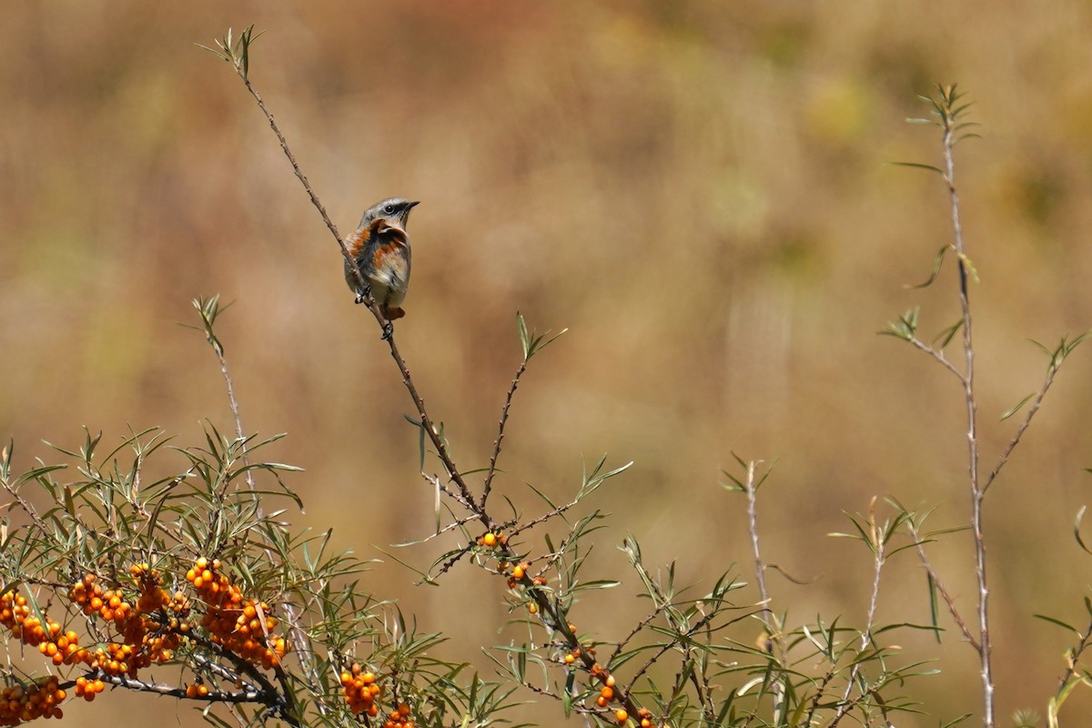 Улбар гал сүүлт - ML643184453