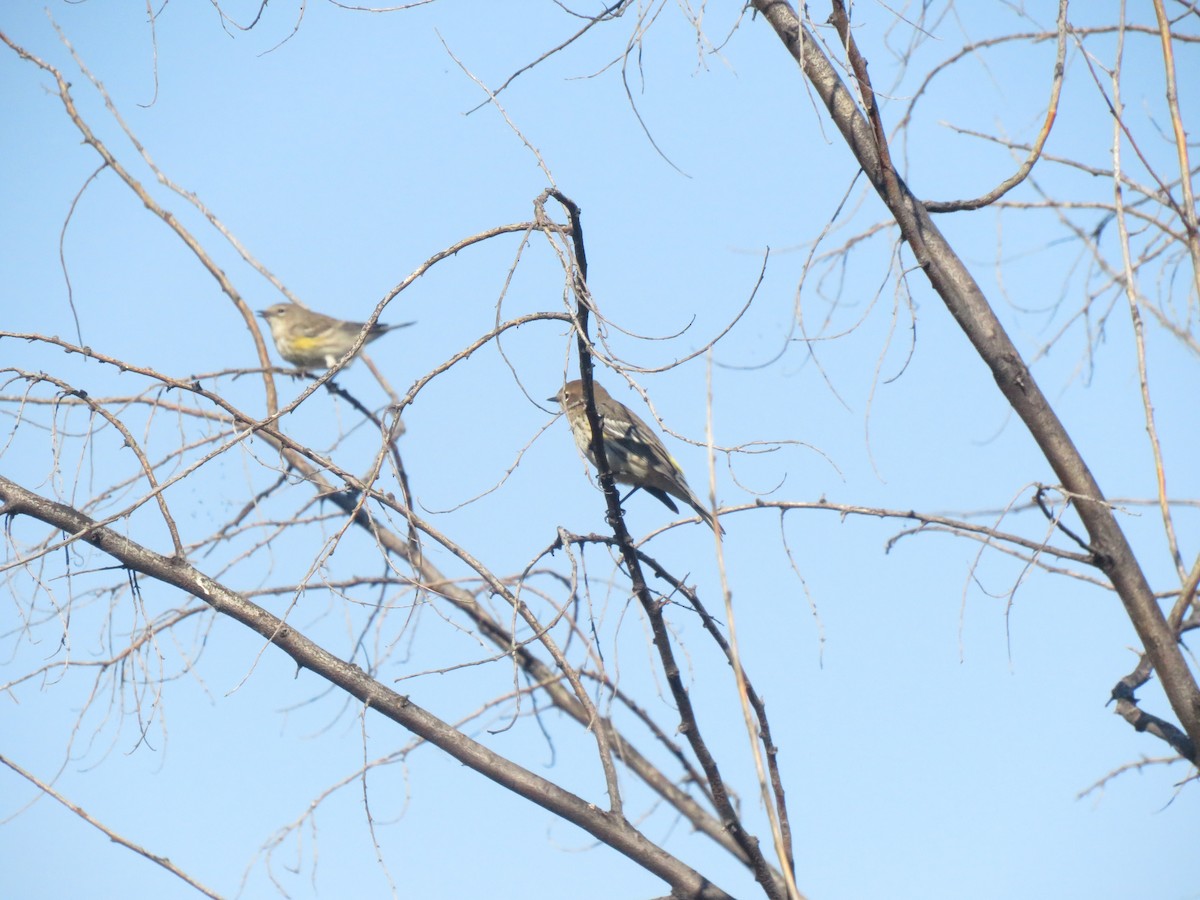 Yellow-rumped Warbler (Myrtle) - ML643184454