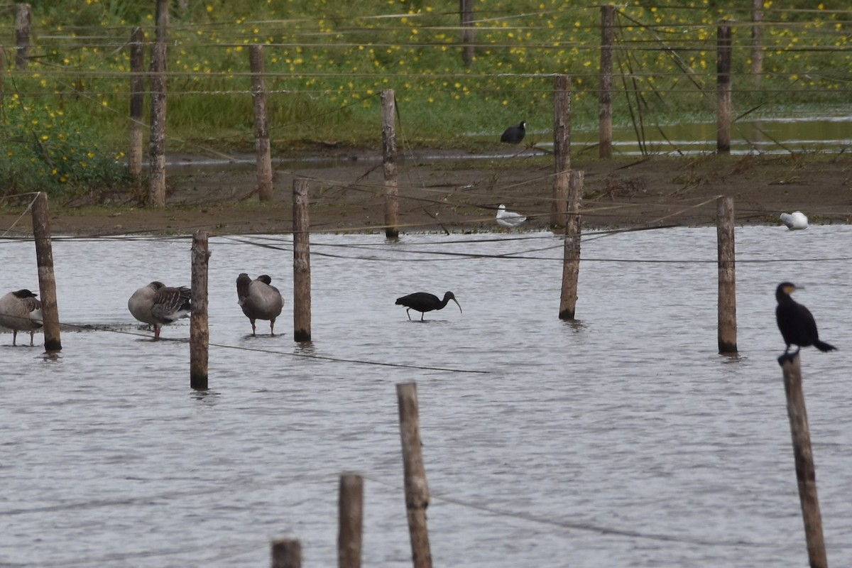 Glossy Ibis - ML643184468