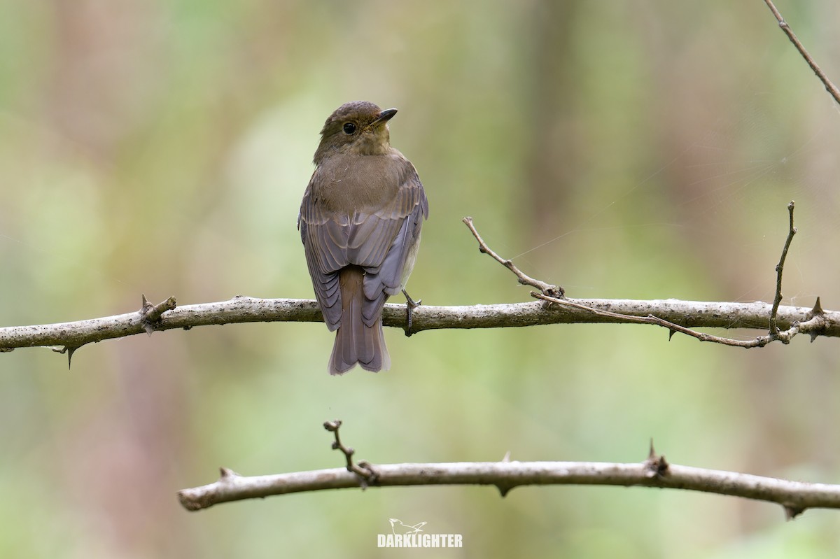 Blue-and-white Flycatcher - ML643184473