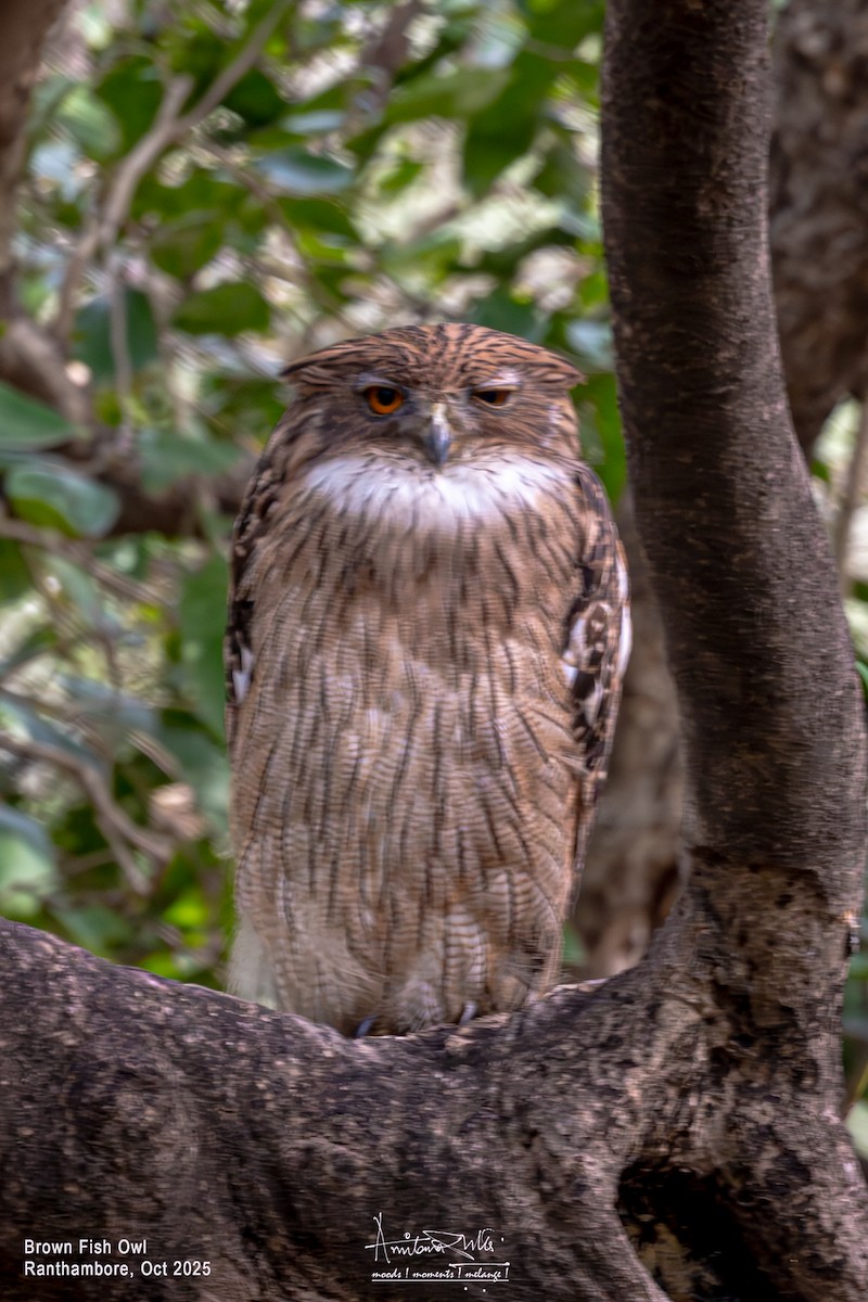 Brown Fish-Owl - ML643184477