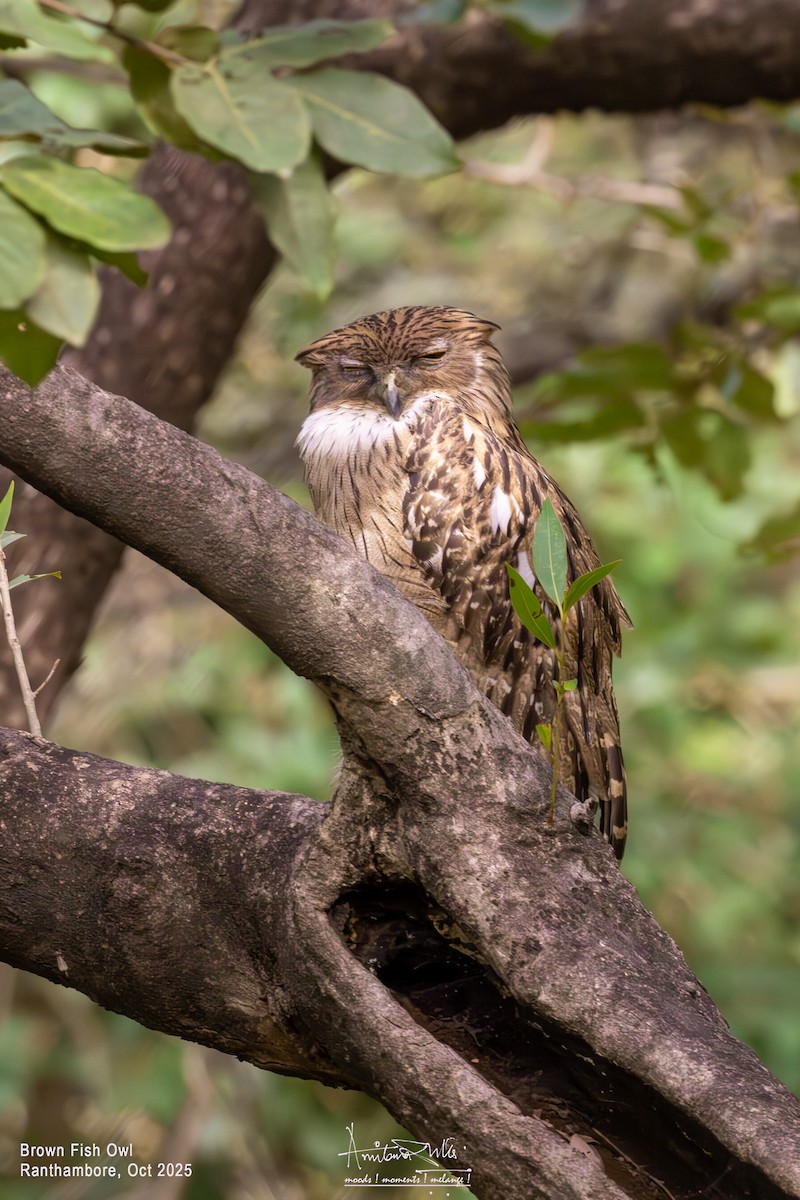 Brown Fish-Owl - ML643184478