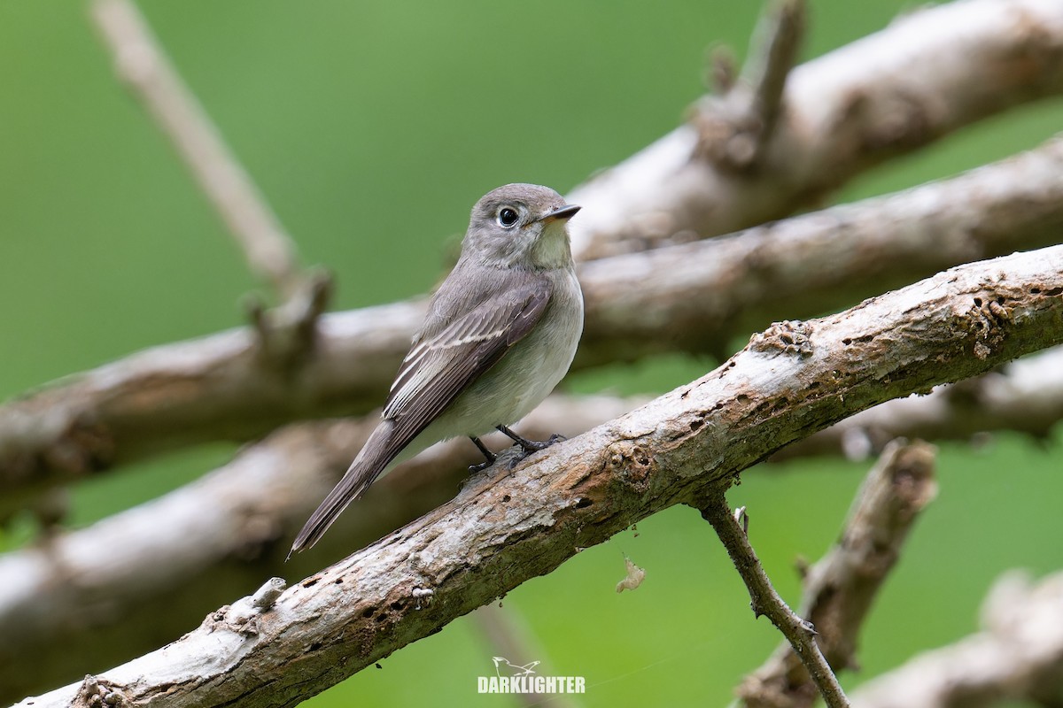Asian Brown Flycatcher - ML643184479