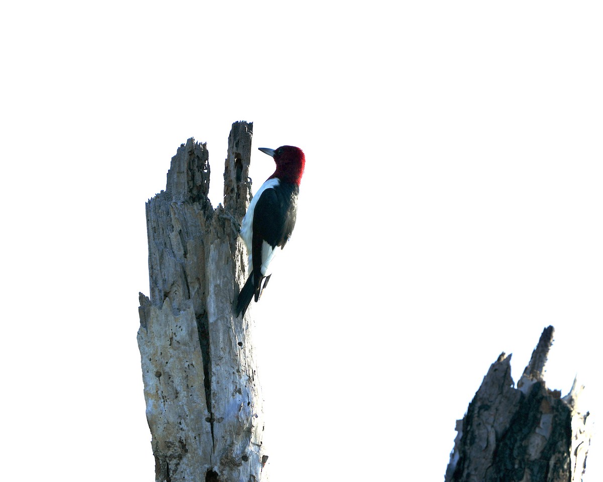 Pic à tête rouge - ML643184515