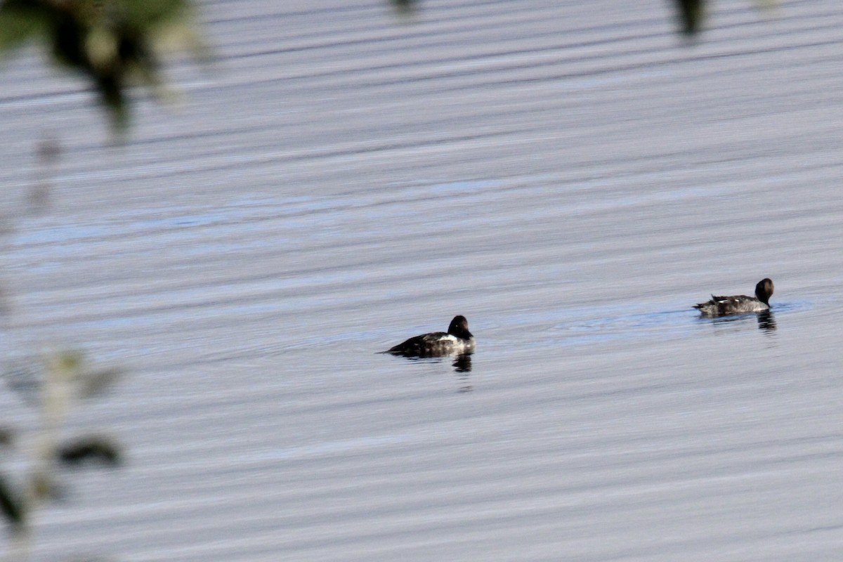 Common Goldeneye - ML643184522