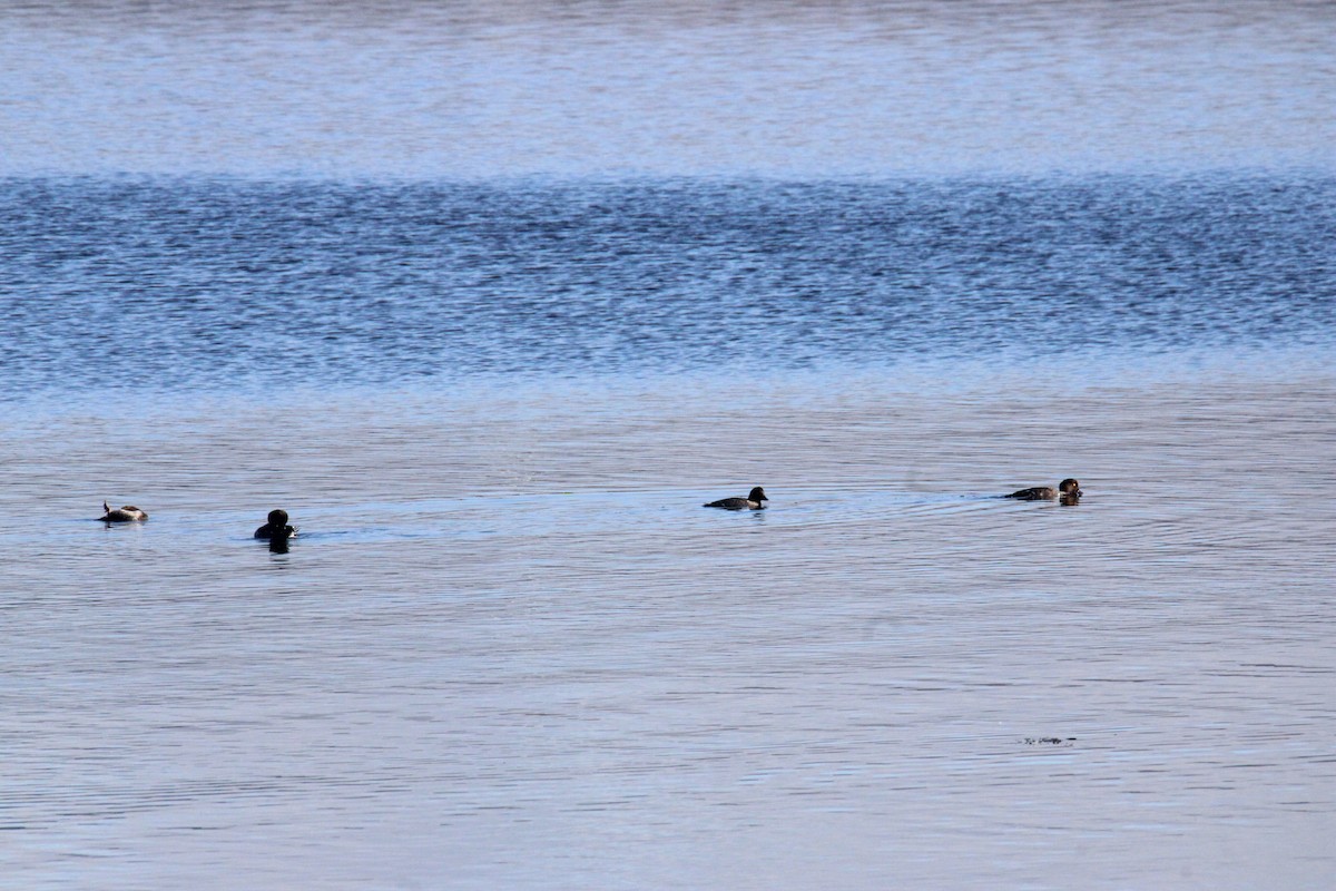Common Goldeneye - ML643184523